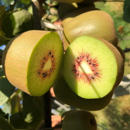 Kiwis frescos, kiwis verdes orgânicos, IQF, frutas fatiadas congeladas, kiwis frescos dourados